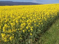 2017-04-23 15-19-54 aafb5303  mustard